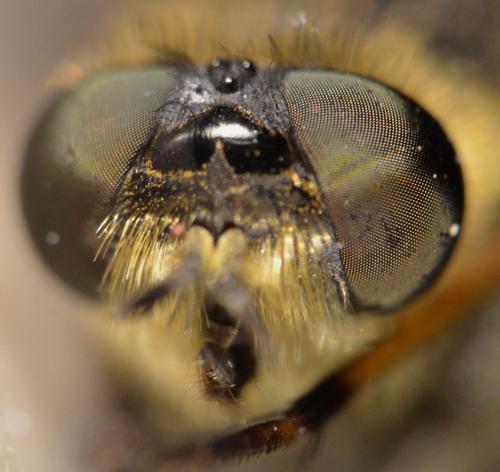 Thereva sp.